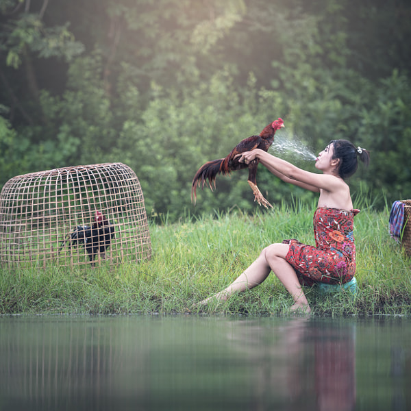 Gà Cao Lãnh | chiến kê làm “TRÙM” các trường gà