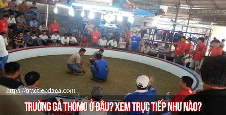 Trường gà Thomo ở đâu? 