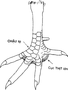 Vảy chậu to củ lớn